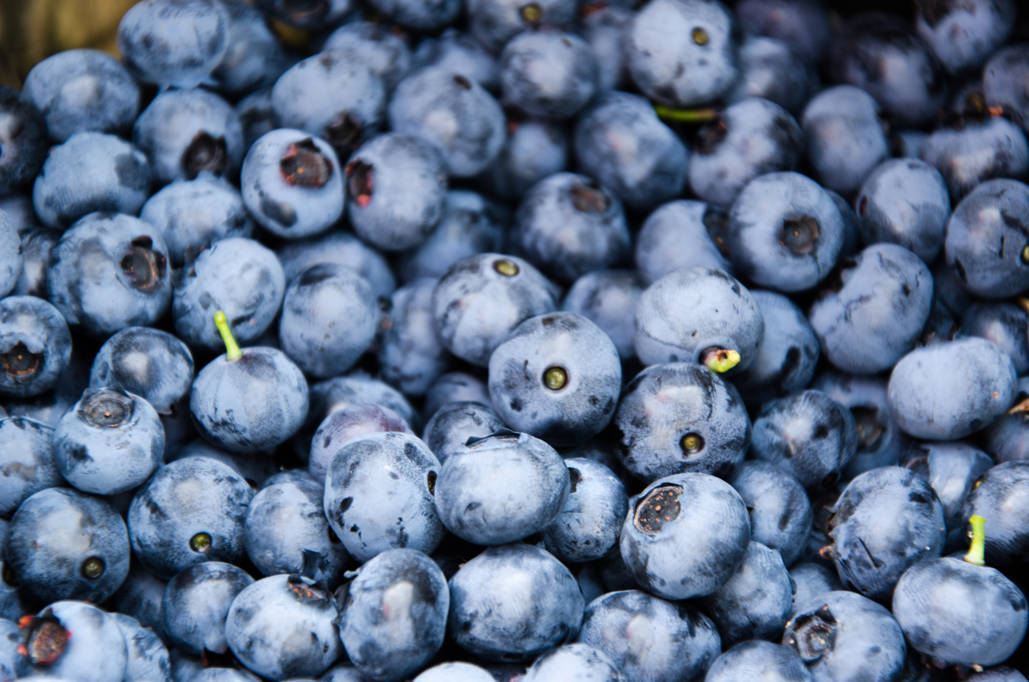 From Larsen Lake Blueberry Farms, a bucket of freshly picked blueberries.